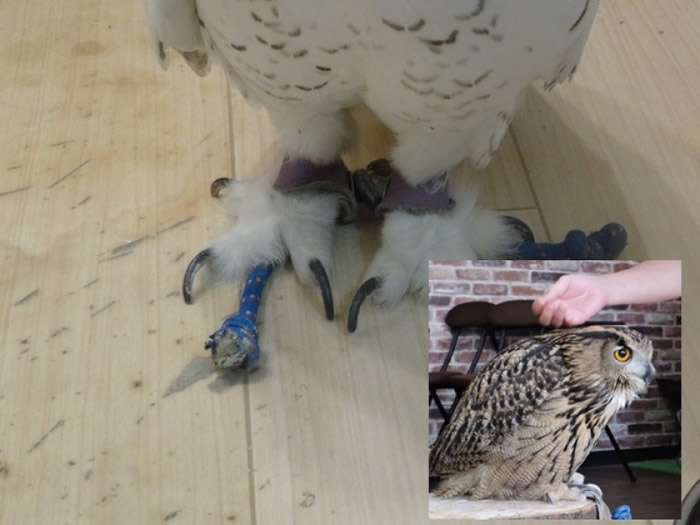 猫头鹰被束缚,容易受压死亡。