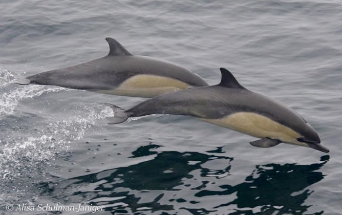 在一个平静的日子里，两只短吻真海豚在南加海湾中从容泅游。