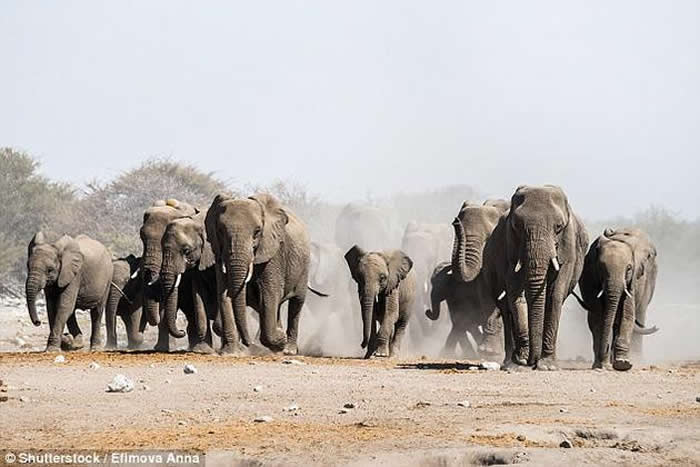 大型动物的重要性不仅体现在粪便的数量上,而且在于它们能长距离迁移,从而使营养物质有效混合。