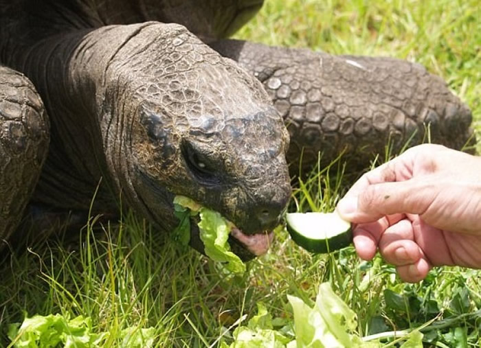 英属海伦娜岛上世上最老陆龟原来是同性恋