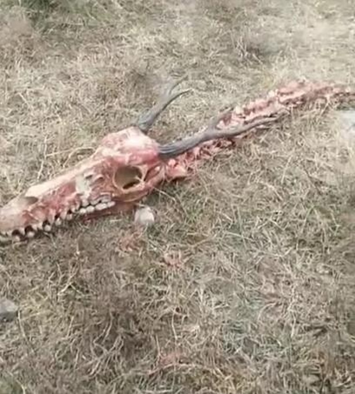 �ӱ�ʡ�żҿ��о���18�׳����ǣ�