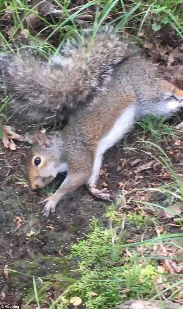 美国可怜松鼠误食有毒野生蘑菇 四肢无力神志不清