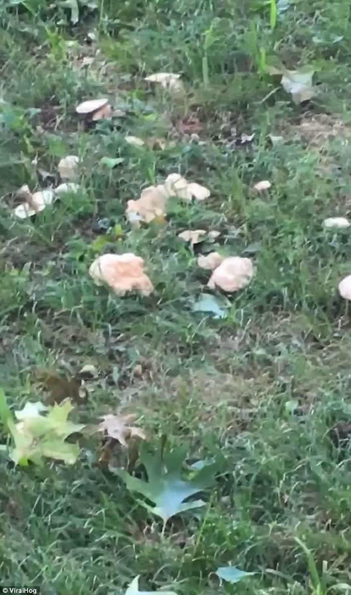 美国可怜松鼠误食有毒野生蘑菇 四肢无力神志不清