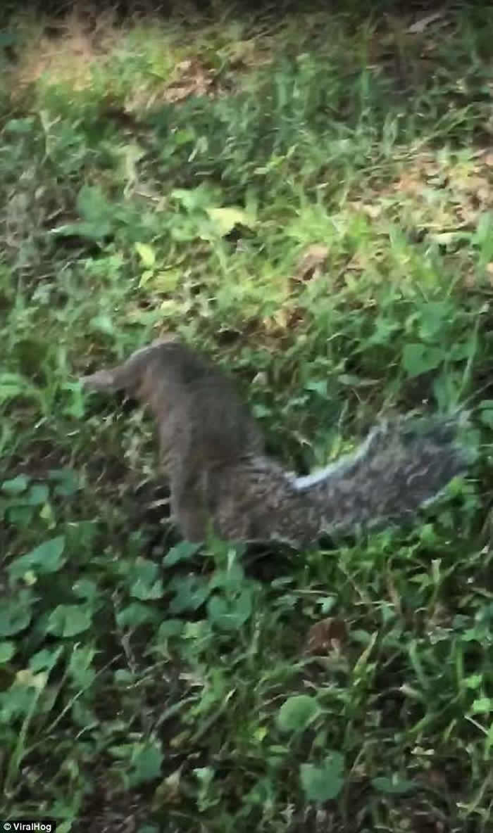 美国可怜松鼠误食有毒野生蘑菇 四肢无力神志不清