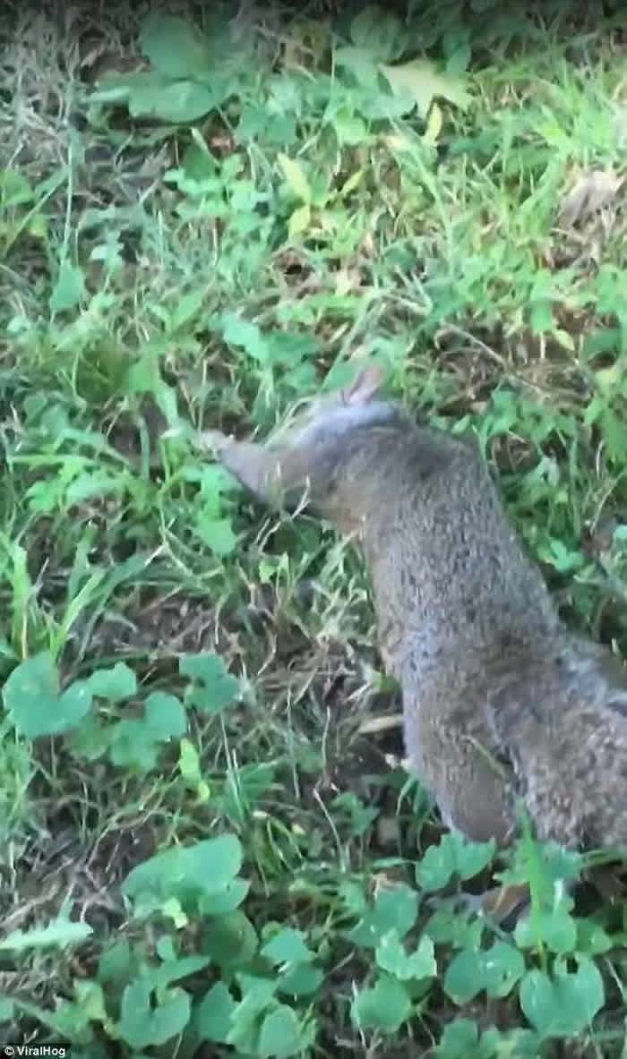 美国可怜松鼠误食有毒野生蘑菇 四肢无力神志不清