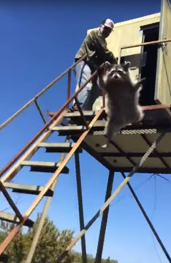 美国一只浣熊施展神乎其技 “飞天”脱离猎人追捕