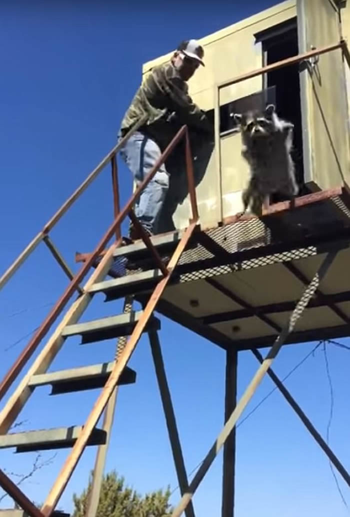 美国一只浣熊施展神乎其技 “飞天”脱离猎人追捕