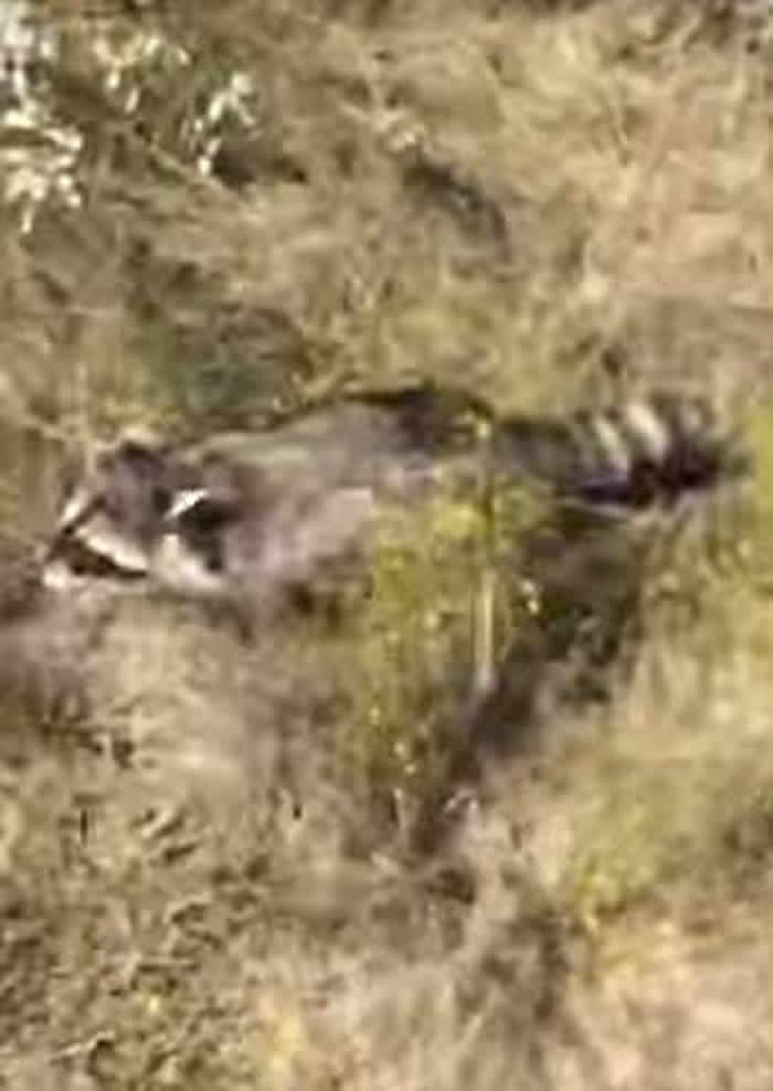 美国一只浣熊施展神乎其技 “飞天”脱离猎人追捕