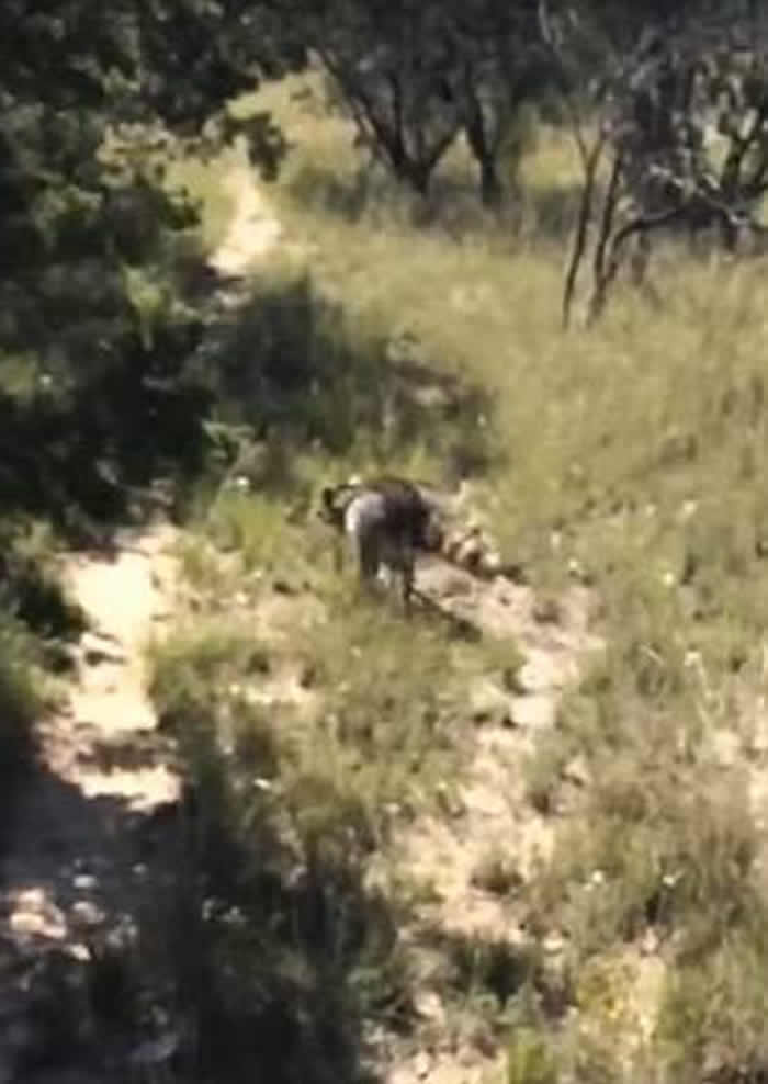 美国一只浣熊施展神乎其技 “飞天”脱离猎人追捕