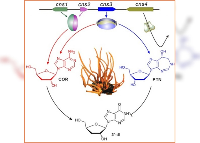 Ӽ����еĻ����ͬʱ�ϳɳ���غ͡���˾��������