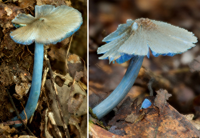 η޾Entoloma mengsongenseоŶ 