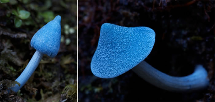 Ϸ޾Entoloma hochstetteriͼƬSteve Axford 