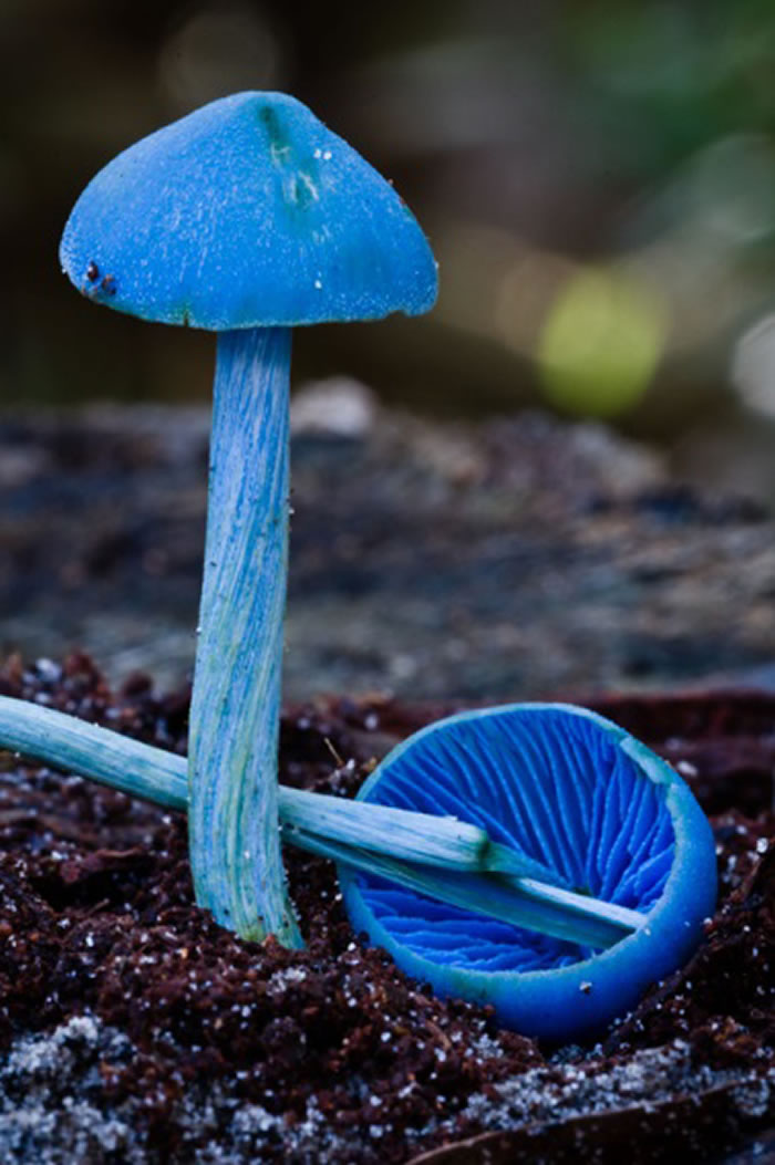 ̷޾Entoloma virescensͼƬIan Dodd 