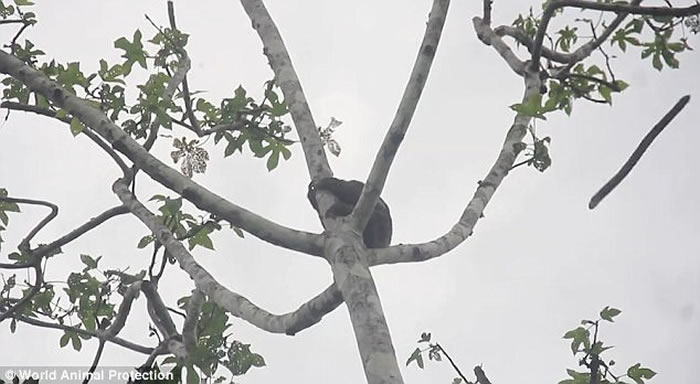 秘鲁不法之徒砍树捉树懒贩卖