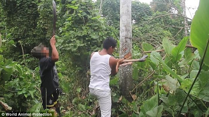 秘鲁不法之徒砍树捉树懒贩卖