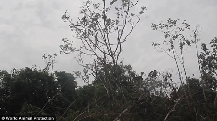 秘鲁不法之徒砍树捉树懒贩卖