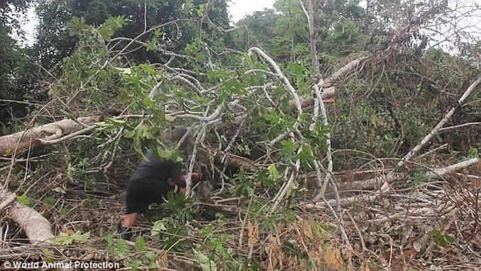 秘鲁不法之徒砍树捉树懒贩卖