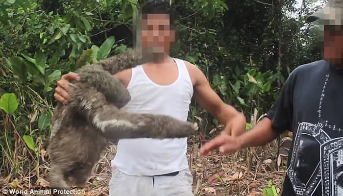 秘鲁不法之徒砍树捉树懒贩卖