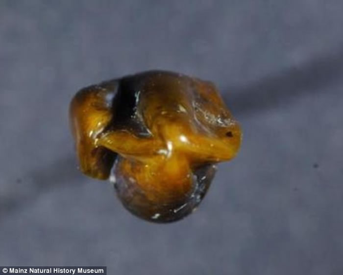 德国小镇发现与智人有关系的猿类牙齿化石 距今970万年