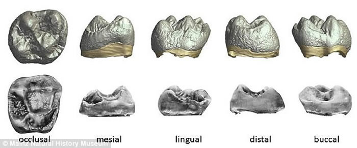 德国小镇发现与智人有关系的猿类牙齿化石 距今970万年