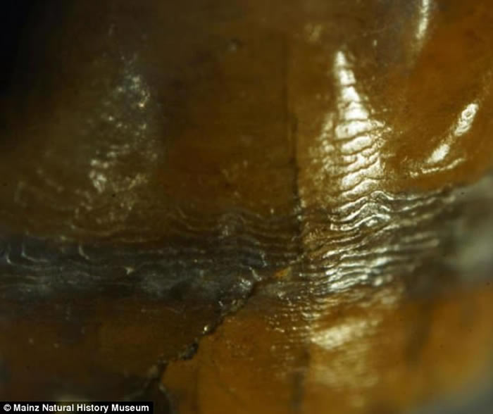 德国小镇发现与智人有关系的猿类牙齿化石 距今970万年