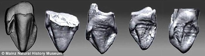 德国小镇发现与智人有关系的猿类牙齿化石 距今970万年