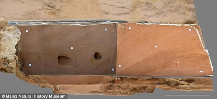 德国小镇发现与智人有关系的猿类牙齿化石 距今970万年