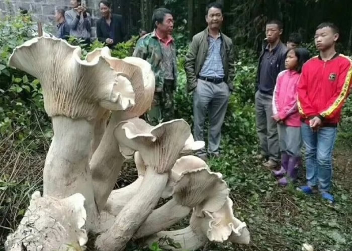 ���ϱ�ɽ�ڳ巢�־���Ұ��Ģ����������š�