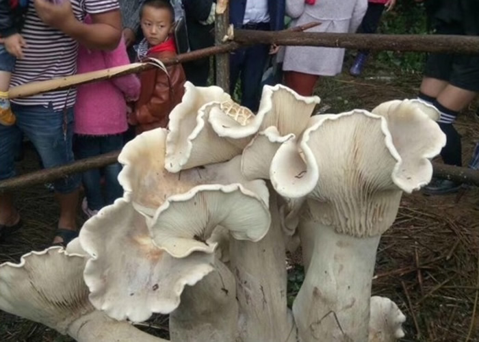 ���ϱ�ɽ�ڳ巢�־���Ұ��Ģ����������š�