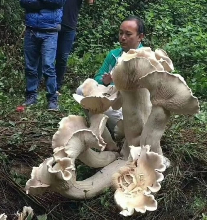 ���ϱ�ɽ�ڳ巢�־���Ұ��Ģ����������š�