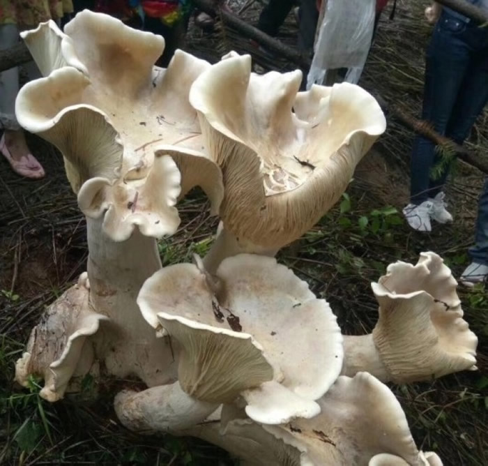 ���ϱ�ɽ�ڳ巢�־���Ұ��Ģ����������š�