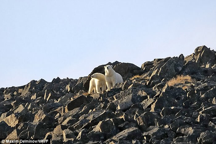 俄罗斯小村庄Ryrkaypiy被20只北极熊包围