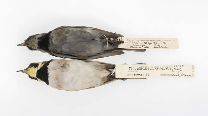 1904年（上）1966年（下）收集的角百灵鸟标本。研究人员发现，标本上的黑碳含量与美国当时的法规及化石燃料的消耗程度有关。 PHOTOGRAPH BY CAR