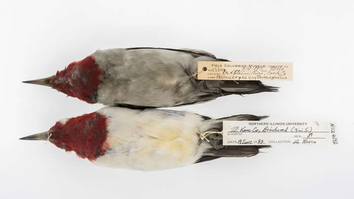 1901年（上）和1982年（下）收集的红头啄木鸟标本。 PHOTOGRAPH BY CARL FULDNER AND SHANE DUBAY, THE UNI