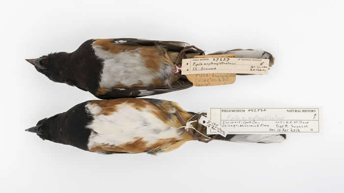 1906年（上）和2012年（下）收集的棕肋唧鵐标本。 PHOTOGRAPH BY CARL FULDNER AND SHANE DUBAY, THE UNIV