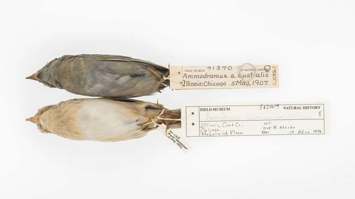 1907�꣨�ϣ���1996�꣨�£��ռ��Ļ������޲��M�걾�� PHOTOGRAPH BY CARL FULDNER AND SHANE DUBAY, THE UN