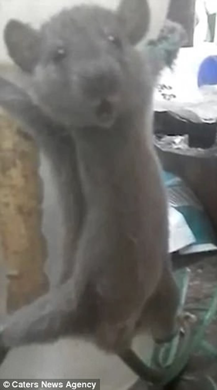 ӡ������������������ �����󡰴��ְ󡱱޴�