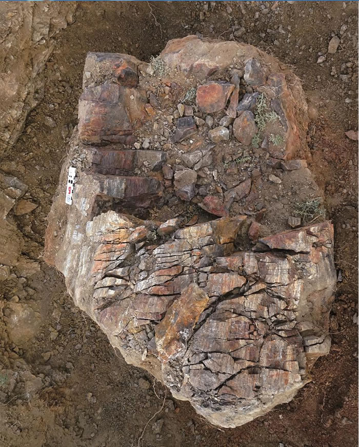 ½Ĺ軯ҰƬֱɴ70 cm