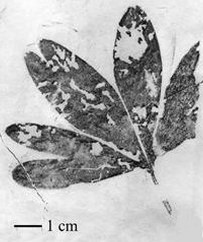 �������ӵ�Ҷ