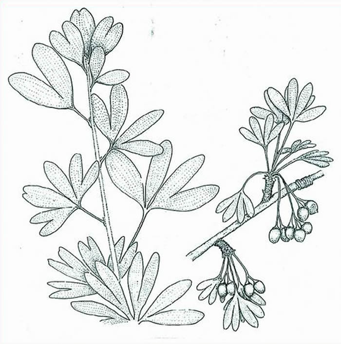 �������Ӹ�ԭͼ