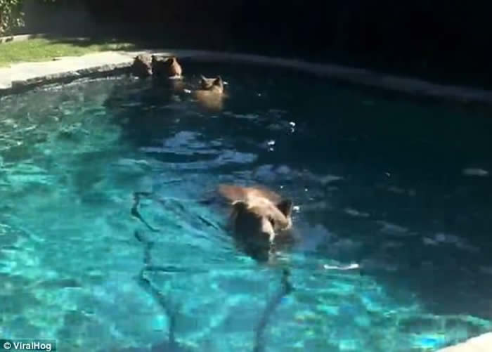 美国加州10月炎夏重临 野熊家庭闯民居嬉水