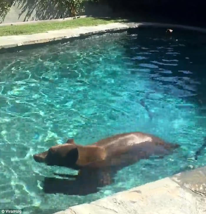 美国加州10月炎夏重临 野熊家庭闯民居嬉水