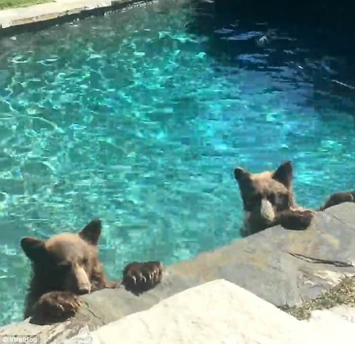 美国加州10月炎夏重临 野熊家庭闯民居嬉水