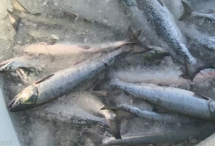 北海道三文鱼鱼获量连年减少。