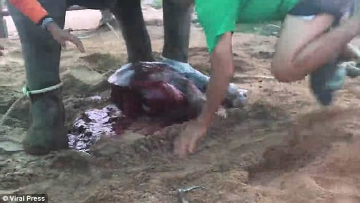 泰国芭达雅“东芭乐园”母象疑似因分娩过程太痛苦 生产后疯狂踢踩刚生下来的小象