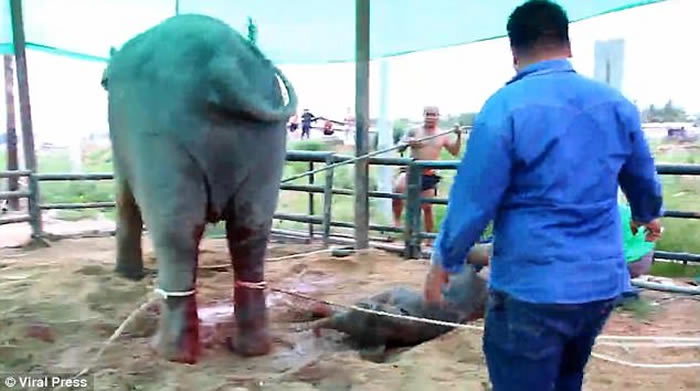 泰国芭达雅“东芭乐园”母象疑似因分娩过程太痛苦 生产后疯狂踢踩刚生下来的小象