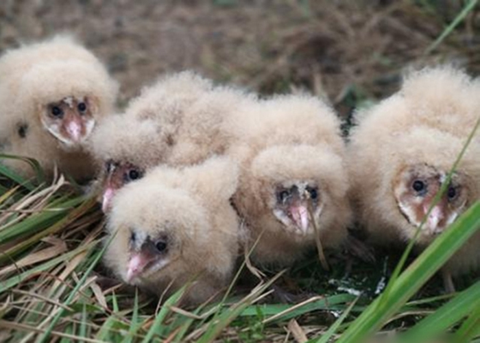 �Ĵ��д����5ֻ����ӥ��ԭ���ǹ��Ҷ����������