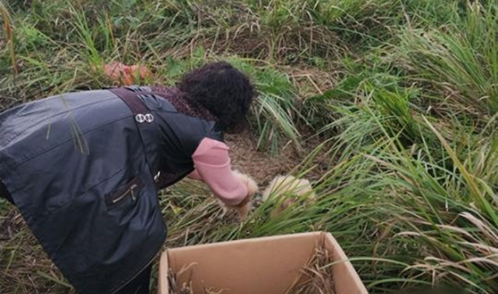 ����5ֻ����ȫ���Ż�ԭ����