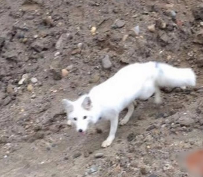 白狐误闯地盘,警方接报后到场将它捉住。