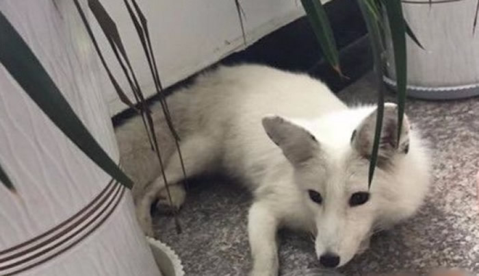 白狐别名蓝狐、北极狐,属犬科动物,牙齿锋利且生性狡猾。